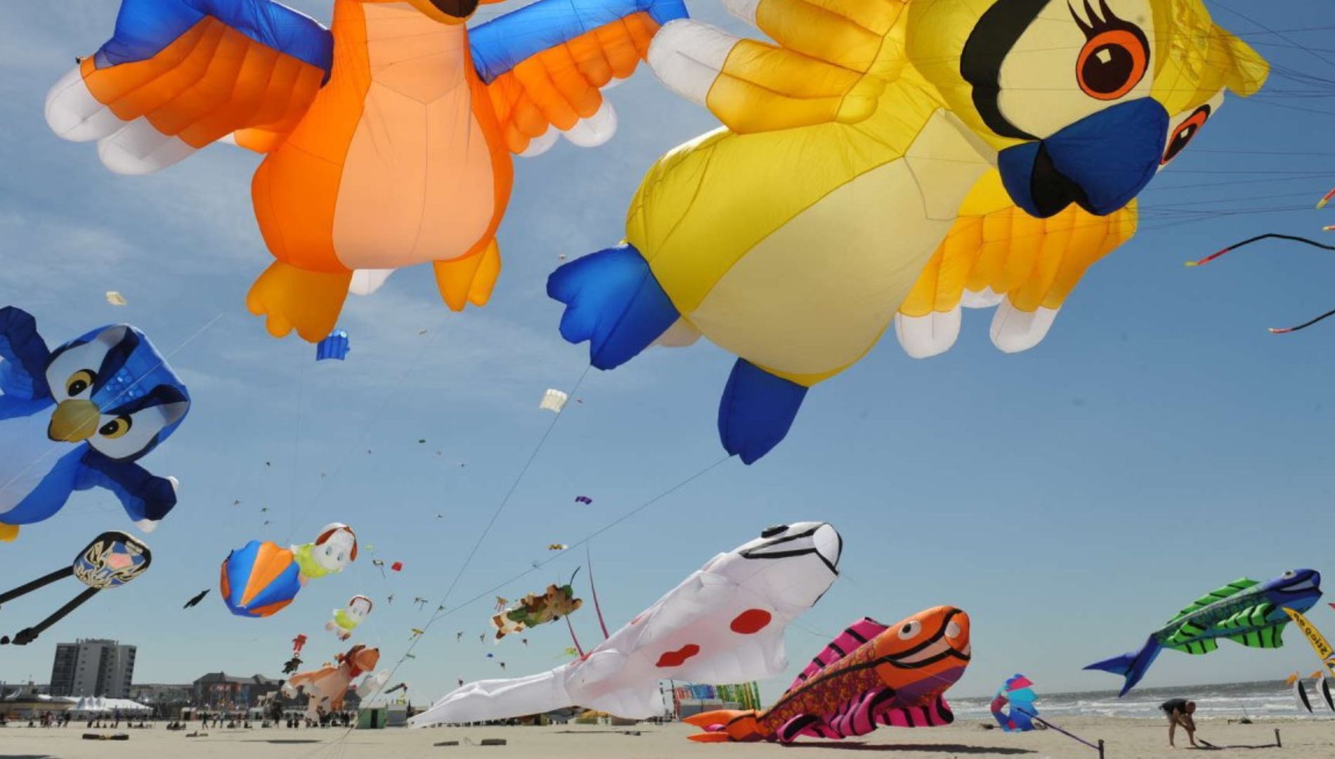 RICV (Rencontres internationales de cerf-volants